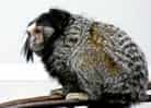 動物図鑑・クロミミマーモセット 3